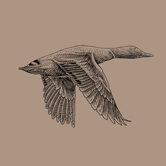flying mallard duck detailed drawing - obrazy, fototapety, plakaty