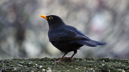 blackbird