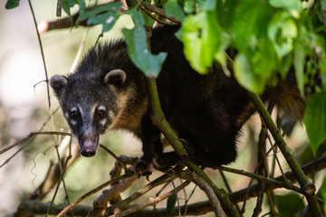 Coatí