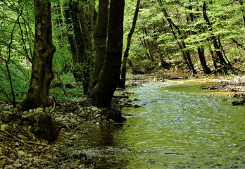 Deep green forest and little creek