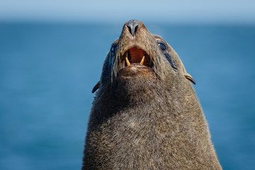 Lobo marino