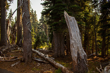 trees forest and mountainsides leading into distance in washington forest