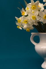 A bouquet of daffodils close-up in a white vase with handles. White daffodils with a yellow middle, useful for postcards, backgrounds, greetings, there is a place for inscription.