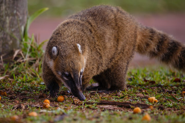 Coatí