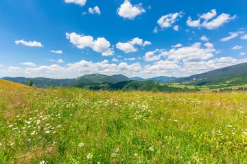 Tuinposter summer scenery of mountainous countryside. alpine hay fields with wild herbs on rolling hills at high noon. forested mountain ridge in the distance beneath a blue sky with fluffy clouds. nature beauty © Pellinni