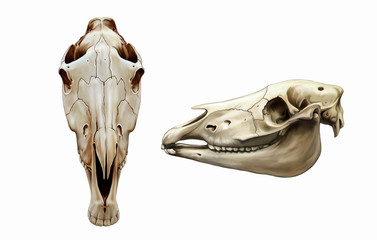 horse skull frontally and in profile © Liliya