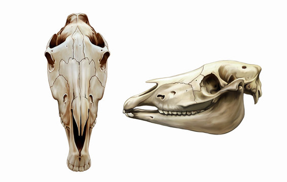 horse skull frontally and in profile