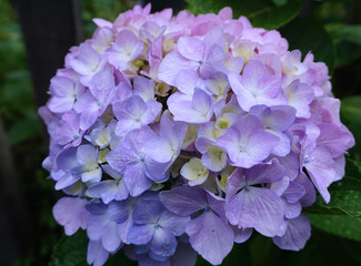 Hydrangea In Summer Rain - This hydrangea (ajisai in Japanese) was found in the hills outside of Kyoto.