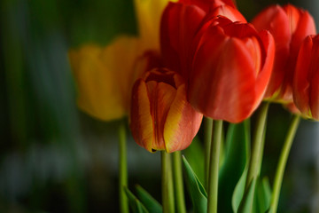 Bouquet of red and yellow tulips