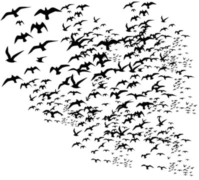 flock of birds graphic design vector art