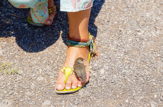 Woman stands in sandals on the road and bird.