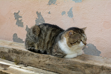 Cat from to the side, lies on a wooden beam in front of an old wall