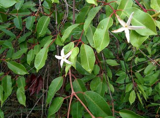 white and green leaves