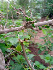 apple tree branch