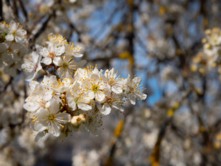 Plum in the city center blooms with white flowers, house background blurred