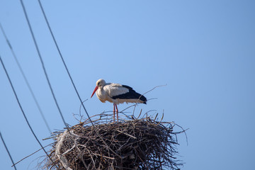 White stork bird, Ciconia ciconia at nest. Birdwatching in Lubana, Latvia.