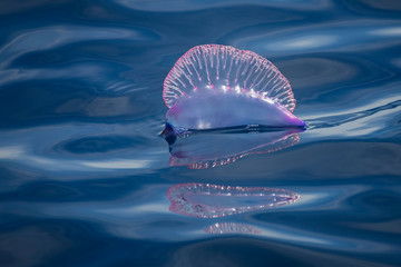 A portuguese man-o-war, Physalia, floatin motionless in the ocean surface. This siphonophore is a dangerouse marine animal, that can sting painfully to careless swimmers or divers. - obrazy, fototapety, plakaty