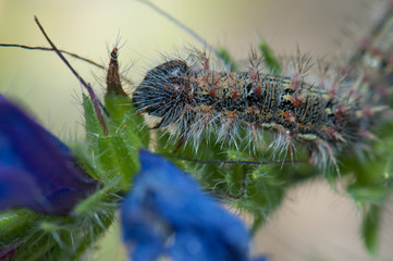 Caterpillar. Pajonales. Integral Natural Reserve of Inagua. Tejeda. Gran Canaria. Canary Islands. Spain.