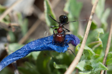 Ant Messor minor maurus carrying a flower of purple viper's bugloss Echium plantagineum. Reserve of Inagua. Gran Canaria. Canary Islands. Spain.