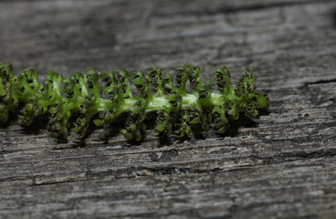 Nussbaum Walnuss Blüte Baum