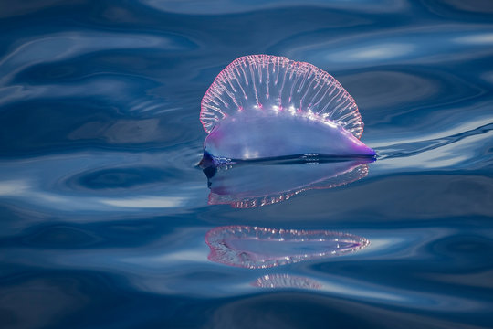 A portuguese man-o-war, Physalia, floatin motionless in the ocean surface. This siphonophore is a dangerouse marine animal, that can sting painfully to careless swimmers or divers.