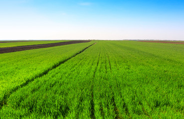 Naklejka premium green wheat field against a blue sky