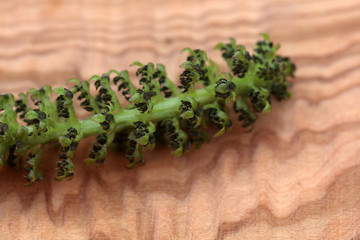 Nussbaum Walnuss Blüte Baum