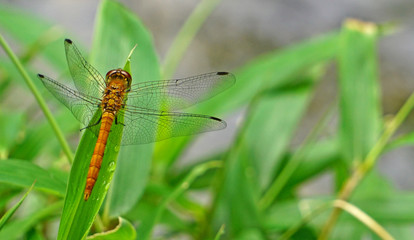 dragonfly on grass
