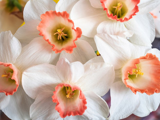 Obraz na płótnie Canvas closeup of white and orange daffodils