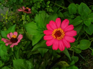 Obraz premium pink and yellow flower