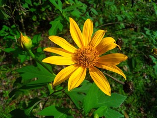 yellow flower on a green background