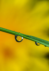Water droplets on a branch