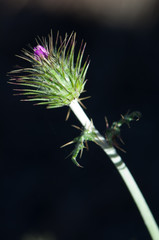 Bud of purple milk thistle Galactites tomentosa. Pajonales. Integral Natural Reserve of Inagua. Tejeda. Gran Canaria. Canary Islands. Spain.