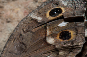 The wing detail of a dead butterfly Canary Grayling Hipparchia wyssii tamadabae. Natural Reserve of Inagua. Gran Canaria. Canary Islands. Spain.