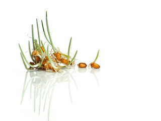Sprouted wheat isolated on a white background
