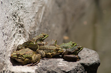 Group of Perez's frogs Pelophylax perezi resting. La Lajilla. The Nublo Rural Park. Aldea de San Nicolas de Tolentino. Gran Canaria. Canary Islands. Spain.