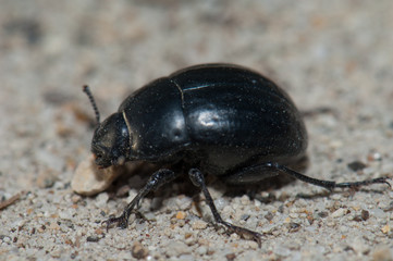 Beetle Hegeter costipennis. The Nublo Rural Park. Tejeda. Gran Canaria. Canary Islands. Spain.