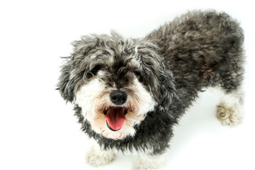 The cute crossbreed of shi tzu and poodle looking shy and obedient.