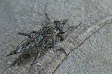 Assassin fly. Cruz de Pajonales. Integral Natural Reserve of Inagua. Tejeda. Gran Canaria. Canary Islands. Spain.