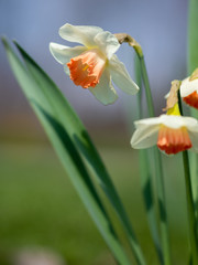 white and orange daffodil in the sun