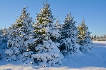 Snow-covered pine trees