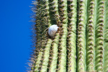 Saguaro Kaktus auf einem Golfplatz