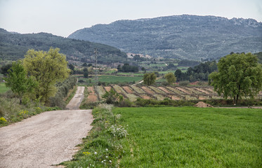 Mediterranean landscape with road near to vineyard 