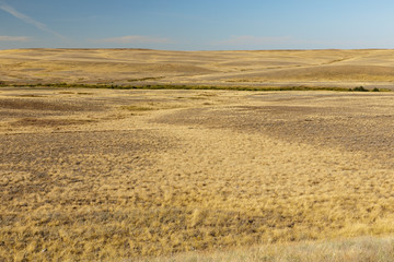 Fototapeta premium dry grass in the steppe. empty steppe in Kazakhstan, landscape