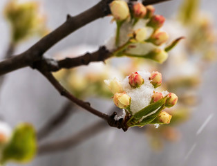 snow on pear tree flower buds