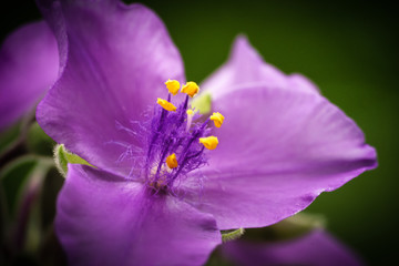 close up of violet flower