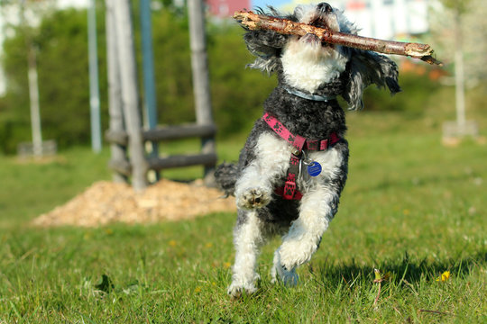 A picture of the happy adult crosbreed of the Poodle and Shi Tzu running on the meadow with a wooden stick in its mouth. 