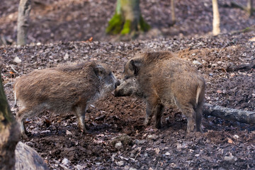 Sus scrofa - wild boar in a pair sniffs in the forest.