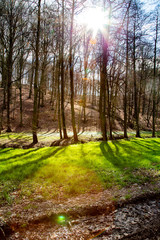 Obraz premium frühlingslicht