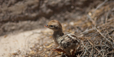 Chick of red-legged partridge Alectoris rufa. Cruz de Pajonales. The Nublo Rural Park. Tejeda. Gran Canaria. Canary Islands. Spain.